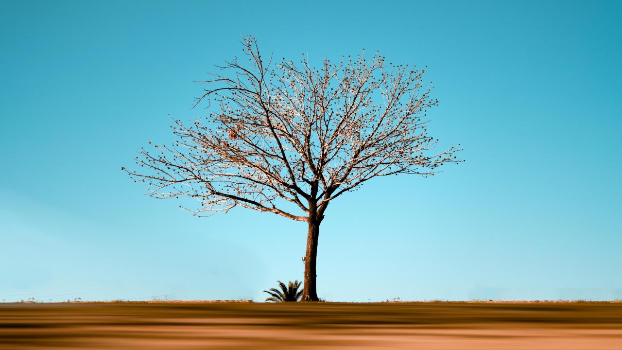 Third Place Imran H minimalist tree