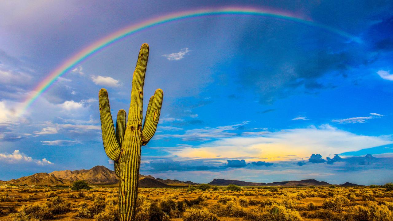 First place Julie H desert rainbow with cactus