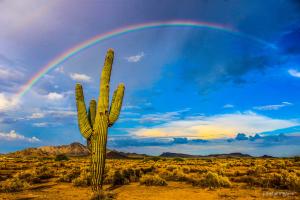 First place Julie H desert rainbow with cactus