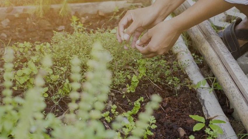 Native Edible Gardens