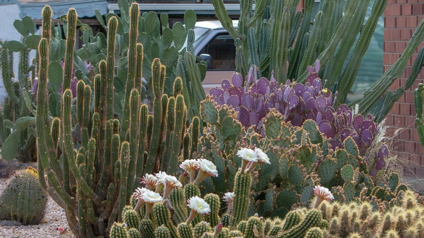 Native Plant Identification 