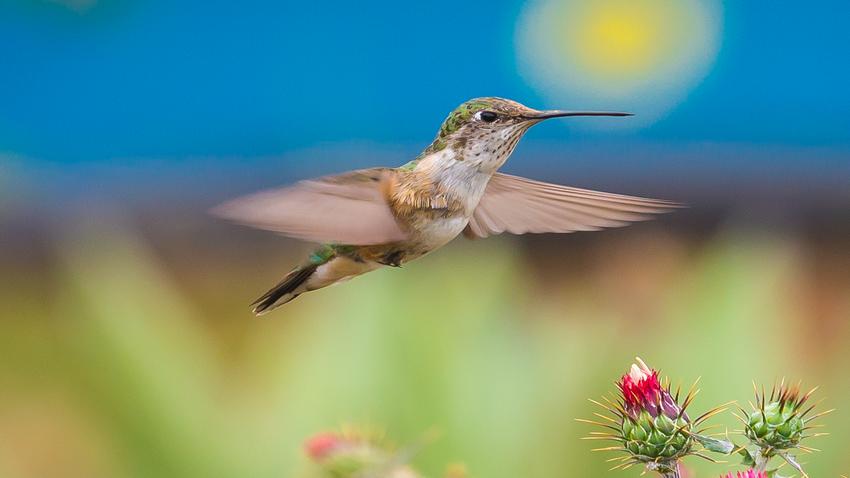 hummingbird