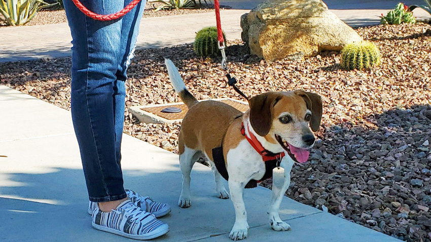 Dog on a leash