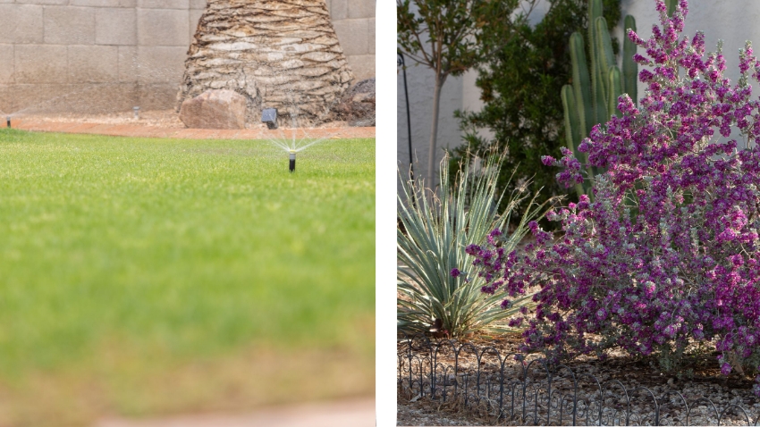 Grass to Xeriscape