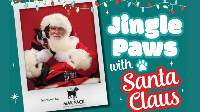 Jingle Paws