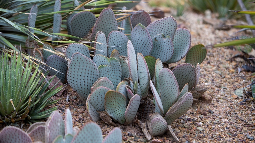 Prickly Pear