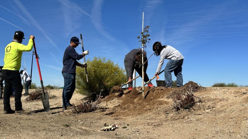 group planting a tree