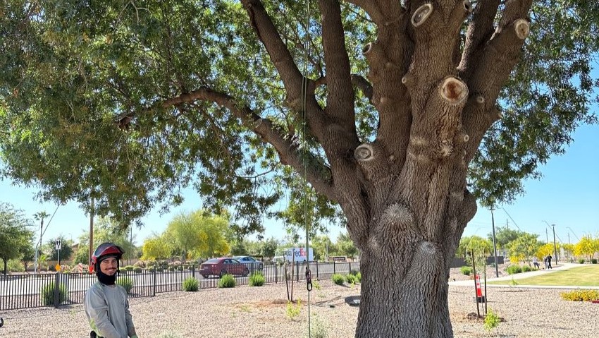 prune trees