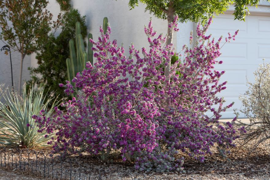 Desert Watering Tips for Thriving Landscapes