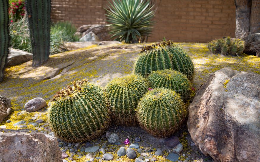 Growing Cacti/Succulents in the Desert