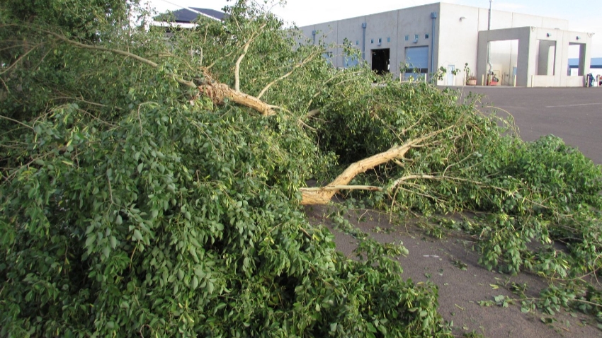 Tree damaged by the mosoon storm