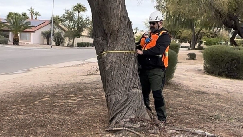 Tree Inventory