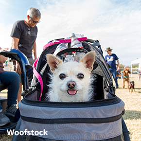 dog in stroller