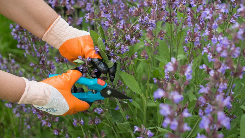 Pruning a purple desert shrub