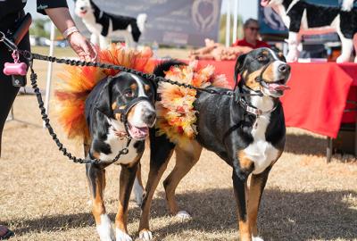 dogs at Woofstock in Chandler