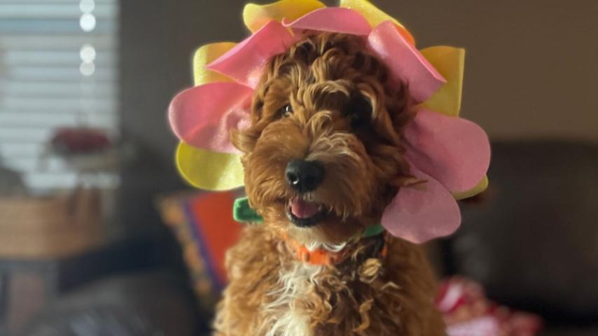 Puppy dressed as a flower