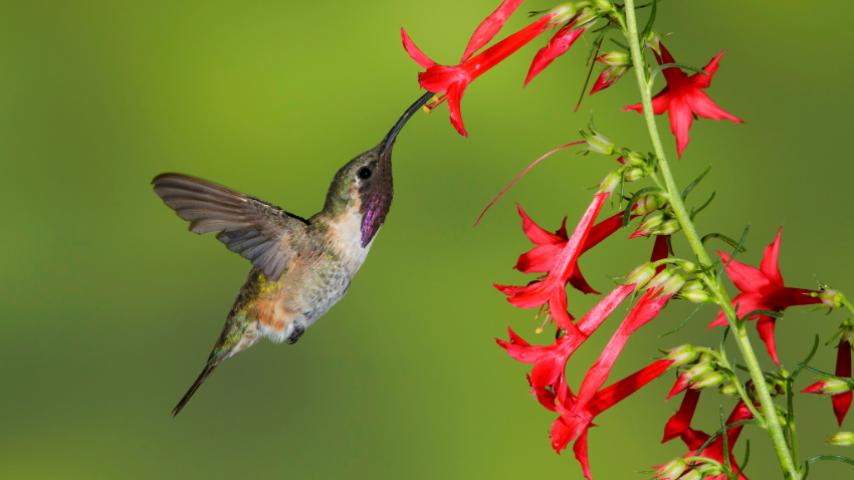 hummingbird