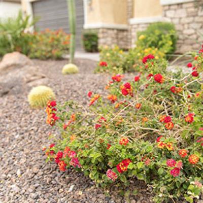 Xeriscape Landscape Example