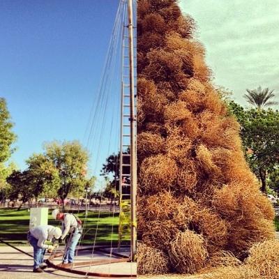 Tumble Weed Harvest, Batch of wind harvested tumbleweed whi…