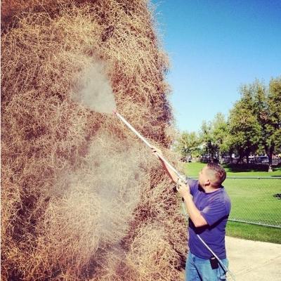 Spraying the Tree