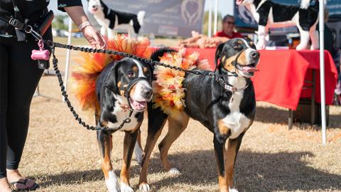 dogs at Woofstock in Chandler